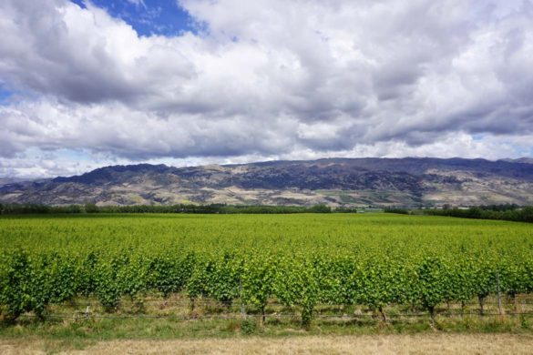 Amisfield vineyard Queenstown central Otago New Zealand wine wines pinot noir